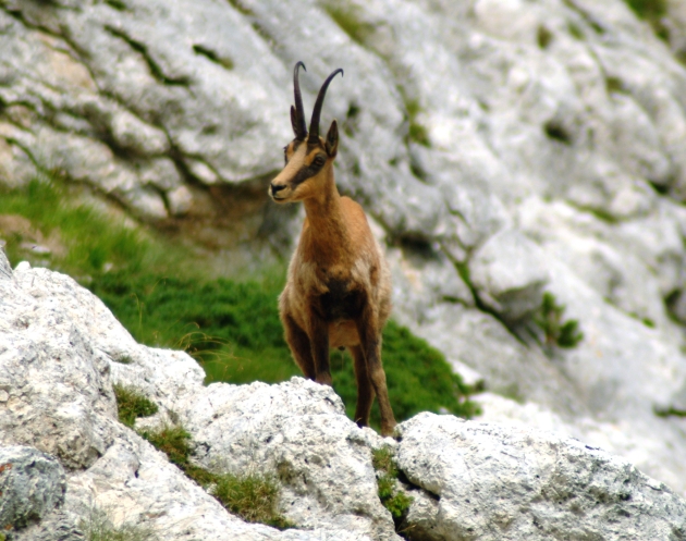 Camoscio d''Abruzzo Rupicapra pyrenaica ornata